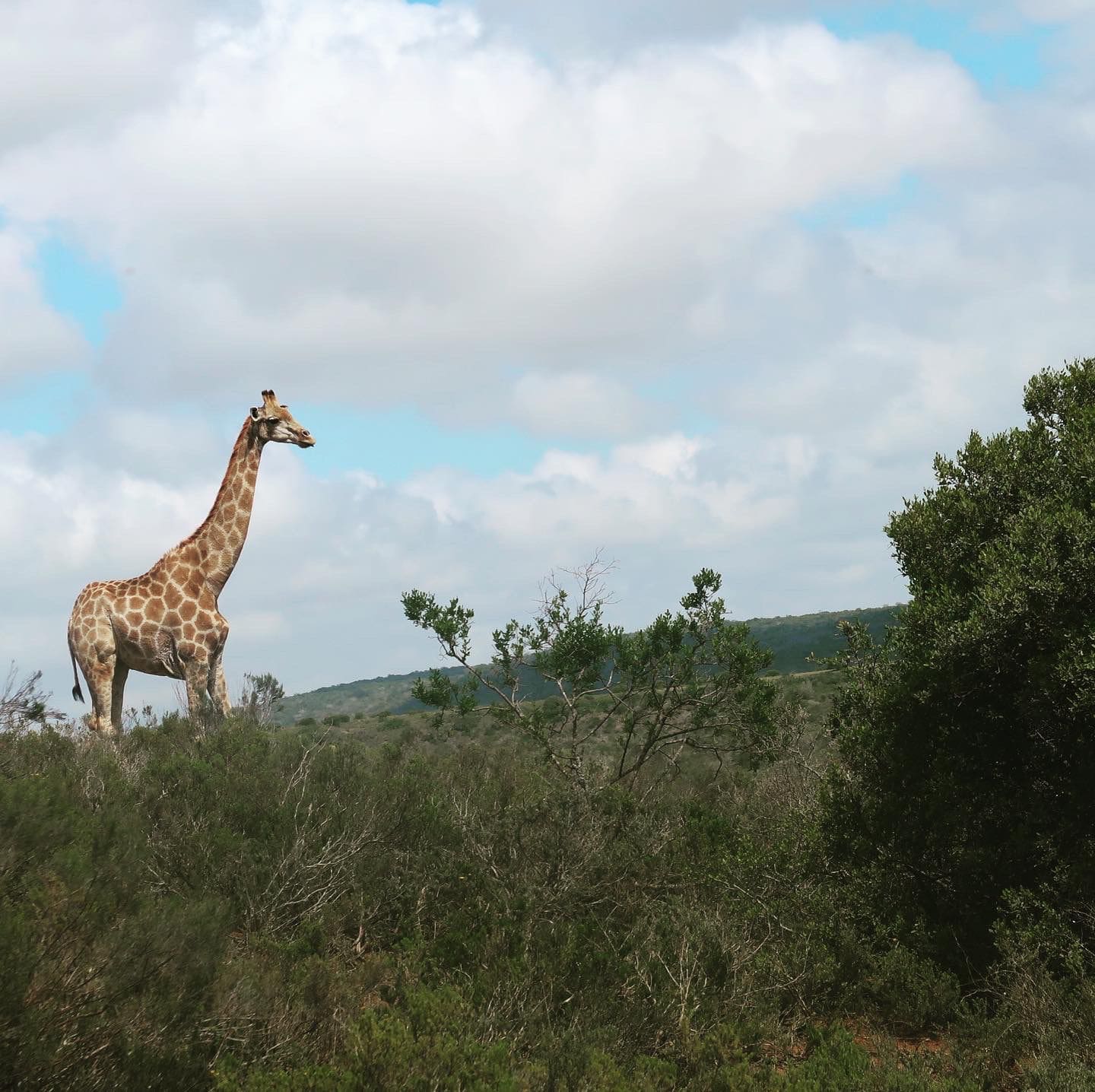Giraffe at UmBoNo